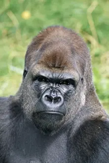 Endangered Species Prints: Lowland Gorilla
