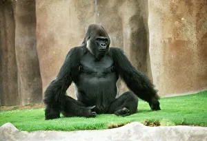 <b class=qtipBold><figcaption>Lowland Gorilla - adult male</figcaption></b><br>Lowland Gorilla - adult male (Gorilla g. gorilla) Date:<br><em>© Copyright Ardea - All Rights Reserved</em> Lowland Gorilla - adult male