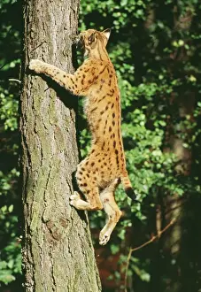 European Wild Cats Prints: Lynx - climbing tree