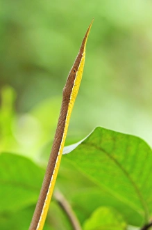 Madagascan Twig-nosed Snake / Spear-nosed Snake - male Madagascan Twig-nosed Snake / Spear-nosed Snake - male