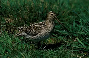 Ardea Wildlife Pets Environment Prints: Magellan snipe