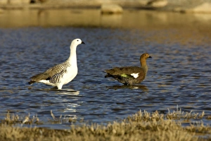 Magellan / Upland Goose - Male: left; female: right Magellan / Upland Goose - Male: left; female: right