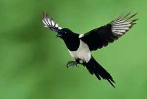 John Daniels Photographer Prints: Magpie - in flight