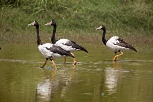 Anseranas Semipalmata Collection: Magpie Geese, male, female and juvenile Largely birds of the Top End from the Kimberley through to