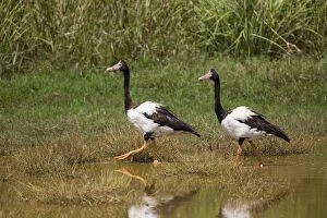 Anseranas Semipalmata Collection: Magpie Geese, male and female Largely birds of the Top End from the Kimberley through to eastern