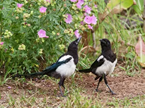 Magpie - youngsters interacting in garden Magpie - youngsters interacting in garden