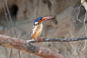 Malachite Kingfisher - with fish in bill - perched on thin branch Malachite Kingfisher - with fish in bill - perched on thin branch