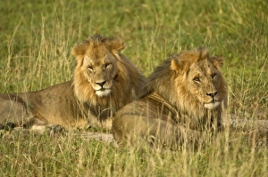 Two male lions - close up resting in evening light Two male lions - close up resting in evening light