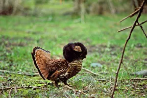 Male Ruffed Grouse - displaying with ruff up in mating display (different from drumming display) Male Ruffed Grouse - displaying with ruff up in mating display (different from drumming display)