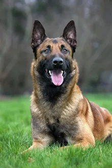 Malinois / Belgian Shepherd Dog Malinois / Belgian Shepherd Dog