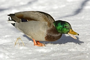 Mallard - Drake feeding on grain strewn by park visitors, at side of frozen lake, winter Mallard - Drake feeding on grain strewn by park visitors, at side of frozen lake, winter