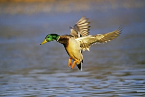 Mallard duck - drake landing on pond Mallard duck - drake landing on pond