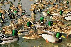 Mallard DUCK - flock on water Mallard DUCK - flock on water