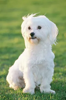 Terrier and hot sale maltese
