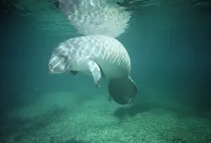 Manatee Print - Trichechus manatus