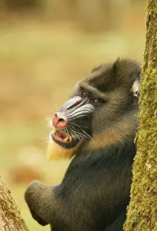 Central African Mammals Prints: Mandrill Baboon