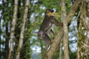 Mandrill Print - Climbing Mandrillus Sphinx