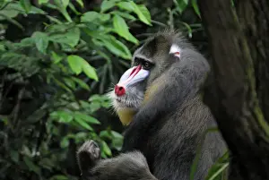 Central African Mammals Prints: Mandrill - Gabun