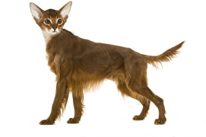 Manipulated image - Red Irish Setter with a cats head Manipulated image - Red Irish Setter with a cats head