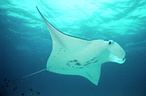 Underside Collection: Manta Ray Great Barrier Reef, Indo Pacific