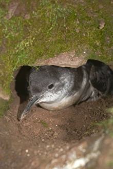Manx Shearwater - at the entrance to its burrow Manx Shearwater - at the entrance to its burrow