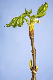 Maple Tree Leaves Prints: Maple of Ahorn leaf