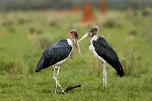 Unique Animal Wall Art Prints: Marabou Stork Namibia