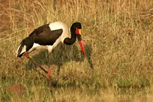 Saddle-billed Stork Print, Kenya, Africa