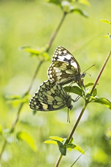 Marbled White Butterfly - pair mating Marbled White Butterfly - pair mating