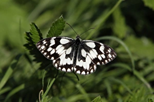Marbled White Butterfly - with wings wide open Marbled White Butterfly - with wings wide open