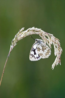Marbled white - resting on grass wings closed Marbled white - resting on grass wings closed