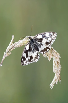 Marbled white - resting on grass wings open Marbled white - resting on grass wings open