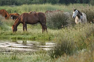 Marismeno Horse - breed of horse endemic from marshes of the Guadalquivir River. Donana National Park, Spain Marismeno Horse - breed of horse endemic from marshes of the Guadalquivir River. Donana National Park, Spain