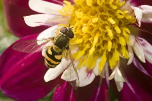 Episyrphus Balteatus Prints: Marmalade Hoverfly - on flower