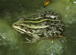 Personal Use Artwork Only Prints: Marsh Frog - In lake