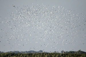 Marsh Harrier - causing panic amongst breeding colony of Sandwich Terns Marsh Harrier - causing panic amongst breeding colony of Sandwich Terns