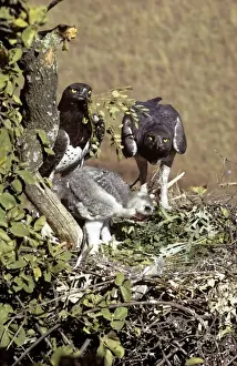 Bird Nest Photography Prints: Martial Eagle