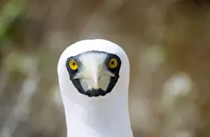 Sea Bird Photography Prints: Masked Booby