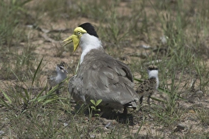 Masked Lapwing - with newly-hatched chicks, nest with 1 egg yet to hatch Masked Lapwing - with newly-hatched chicks, nest with 1 egg yet to hatch