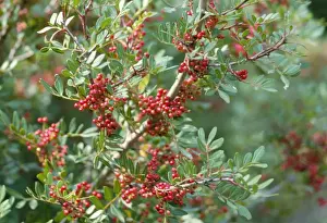 Pistacia Lentiscus Prints: Mastic Tree