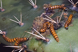 Mature Prickly Pear Moth larvae on cladode of prickly pear Mature Prickly Pear Moth larvae on cladode of prickly pear