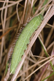 Meadow Brown Butterfly - larvae Meadow Brown Butterfly - larvae