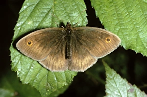 Meadow Brown Butterfly - male Meadow Brown Butterfly - male