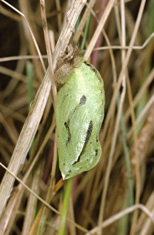 Meadow Brown Butterfly - pupa Meadow Brown Butterfly - pupa