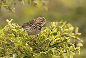Meadow Pipit - perched on top of a bush looking for food - May Meadow Pipit - perched on top of a bush looking for food - May