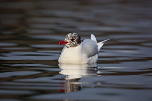 Mediterranean Gull - adult in winter plumage - sitting on the water Mediterranean Gull - adult in winter plumage - sitting on the water