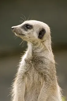 Close Up Wildlife Shots Prints: Meerkat