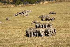 Merino sheep grazing in small groups trying to avoid flies Merino sheep grazing in small groups trying to avoid flies