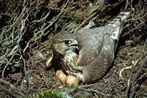 Merlin - incubating Merlin - incubating