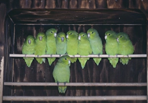 Mexican Blue-Rumped Parrotlets - Group together on perch Mexican Blue-Rumped Parrotlets - Group together on perch